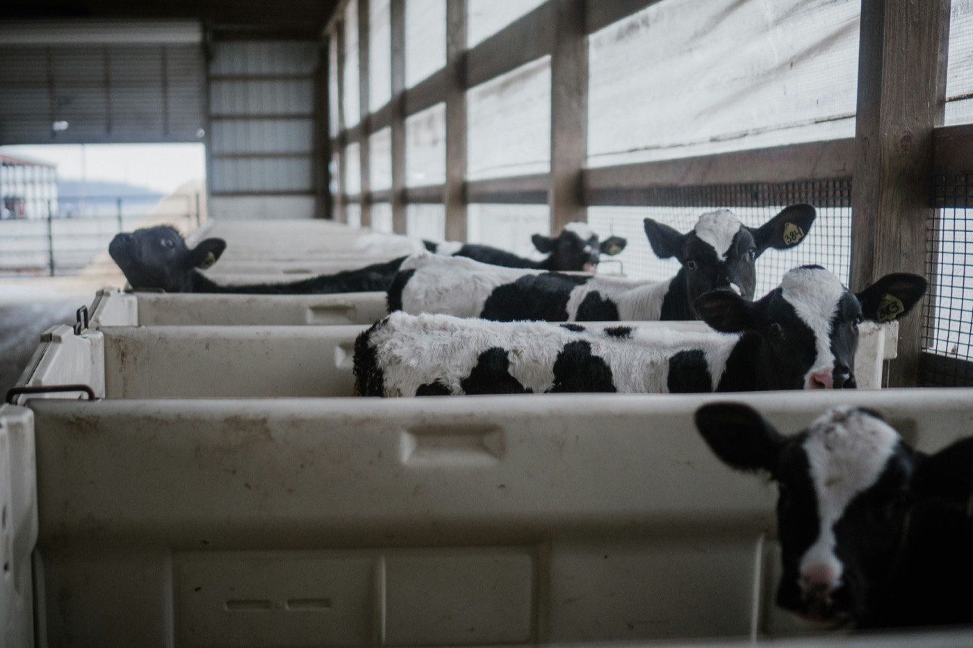 Cattle in a clean, structured barn facility